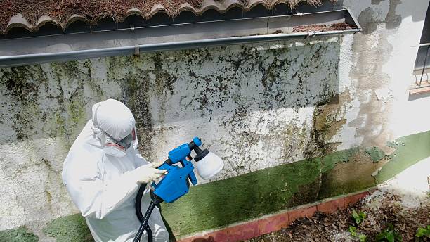 Trusted Mold Remediation service in Wayne, NJ - Cheap Mold Removal